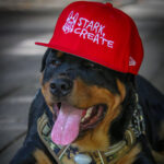 Odi'Bo Wearing a Red Stark Create 59FIFTY Fitted Hat